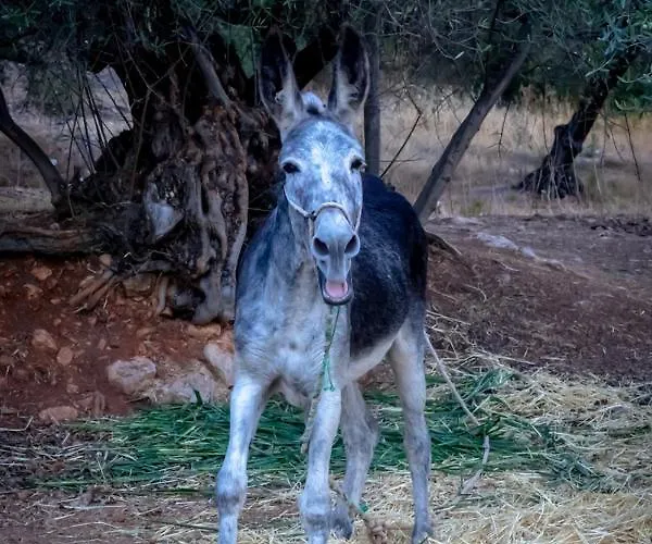 Deseada Periana